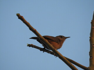 bird on a branch