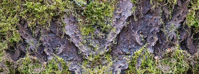 Banner texture of an old tree that is covered with moss.