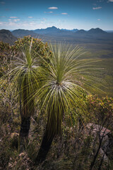 Fototapeta na wymiar Grass trees (Xanthorrhoea) in Mountains of Stirling Range, Western Australia