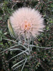 Beautiful Dandelion with Bud Close Up