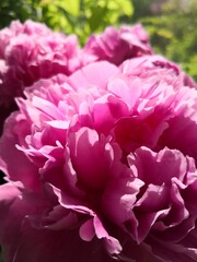 Beautiful Pink Peony Close Up