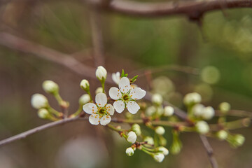 sprigs of cherry blossom sand with white flowers on a blurous background