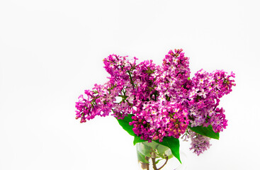 Fresh branch of lilac juicy purple color on a white background.