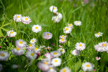 Fototapeta premium Pink and white daisy flowers on a green meadow with the sun