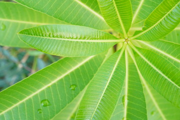 Green leaf branches close up