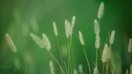 steppe grass close-up on a green background