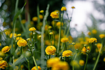 buttercup, yellow flowers. blurred background. home gardening. landscape design.