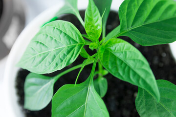 A closeup photo of a young pepper seedling. Seedlings, preparing for transplanting into peat pots. Spring work on seedlings growing indoors.