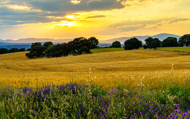 Obraz premium Sunset with sunbeam over corn fields with trees and mountains and grass and flowers on the front