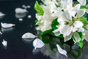Naklejka na ściany i meble Blossom apple on a black mirrow background, spring flowers / Close up