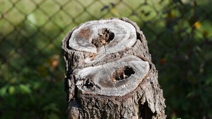 Pień drzewa © Olaf