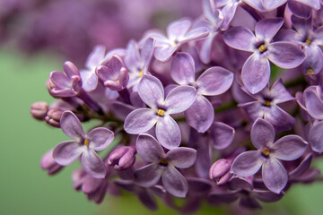Naklejka na ściany i meble Macro image of spring lilac violet flowers, abstract soft floral background