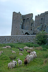 Sheeps with the Rock of Cashel in the background, Near to Cashel in Ireland