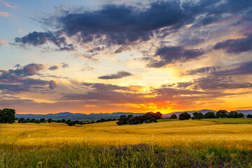 Sunset with sunbeam over corn fields with trees and mountains, clouds and grass and flowers on the front