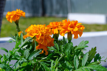 Close up Marigold flower photo. Orange tagetes. Home gardening