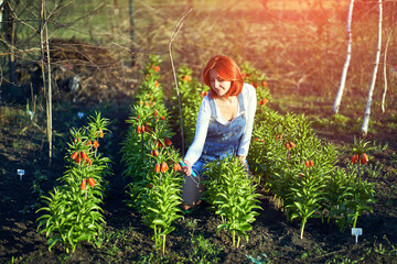 Planting seedlings in a summer cottage on a sunny day.