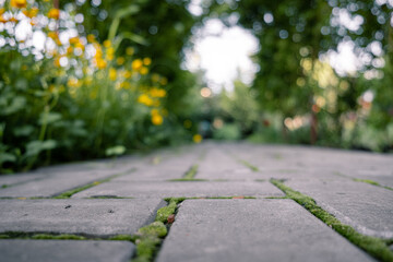 buttercup, yellow flowers growing along a cobblestone path with sprouted green moss. blurred...
