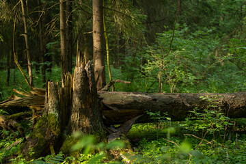 A broken tree in a Sunny morning forest.