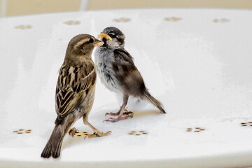 mother and chick sparrows eating and learning to fly nature free