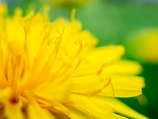 Selective focus on the stamens of a yellow dandelion. Golden petals with particles of yellow pollen. Macrophoto. Heavily blurred abstract background.