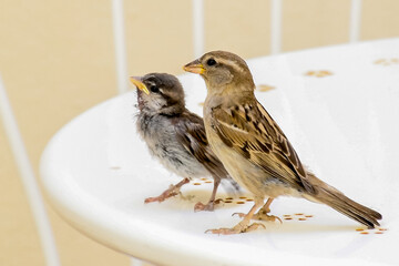 mother and chick sparrows eating and learning to fly nature free