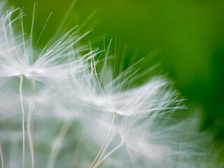 Selective focus on fragile fluffy white dandelion seeds. Fluffs are associated with dreaminess and lightness. Macrophoto. Heavily blurred abstract background. Copy space.

