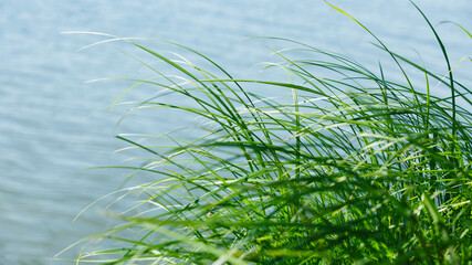 river green grass against the water. Narrow banner
