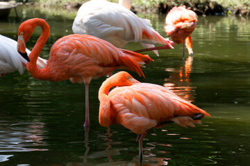 Beautiful pink flamingos stands in the water.One bird scratches its back with its beak. Reflection of a bird in the water. A flock of pink birds in a nature park. Sunny day, green trees. - Powered by Adobe