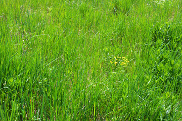 High lush green grass with green spikelets growing on the field. Very cool growing background in the sunlight.