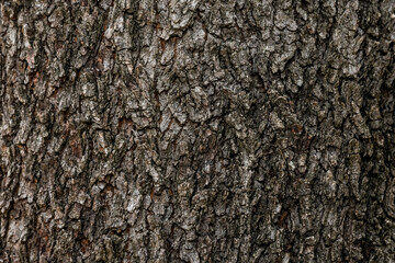 tree bark texture