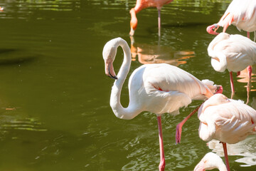 White beautiful flamingos in the water. A group of birds stands with reflection in the water. Sunny day, green trees near the water. Reflection of a bird in the water in a nature park.