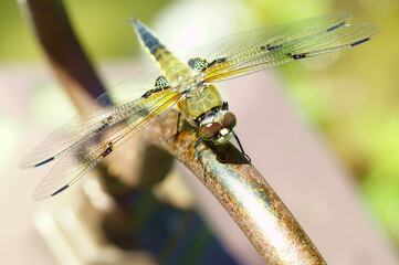 Dragon-fly - Vierfleck – Female Animal, Libellula quadrimaculata. Four-spotted chaser. found...