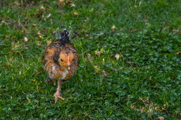 Obraz premium chicken couple chick adorable green looking eating walking