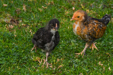 chicken couple chick adorable green looking eating walking