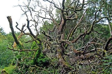 An old, overgrown tree, Ireland