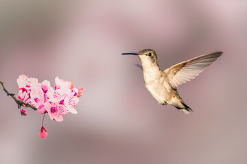 Naklejka premium #oiseau #mouche #colibris #bird #colourfulbirds #naturephotography #onabesoindevous #oiseaux #fly #cartefaitmain #birds #paris #annedorion #streetart #photography #picoftheday #sculpturebois #wildlife