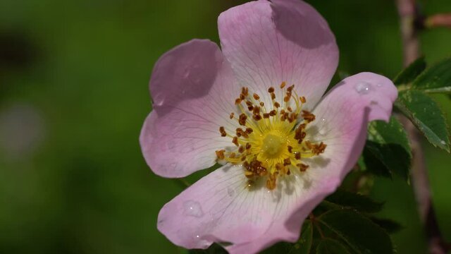 Wild Rose (Rosa canina) in slight breeze - (4K)