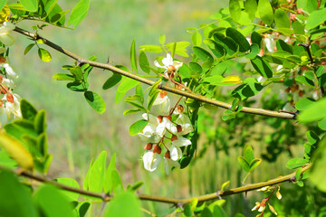 Bright colorful clusters of white flowers with green small leaves blossoming on an acacia tree. Natural nature, beautiful trees and flowers that are in the forest.