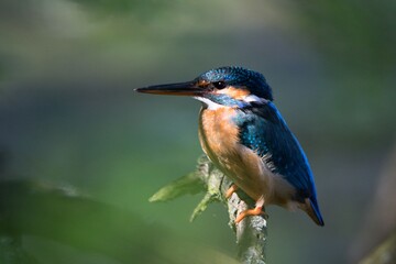 The common kingfisher (Alcedo atthis)