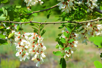 Bright colorful clusters of white flowers with green small leaves blossoming on an acacia tree. Natural nature, beautiful trees and flowers that are in the forest.
