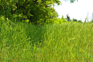 High lush green grass with green spikelets growing on the field. Very cool growing background in the sunlight.