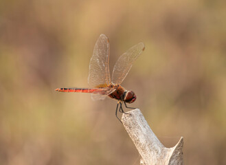 Red-veined darter sitting on a wooden log