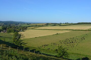 Agricultural landscape between Oborne and Poyntington in the summer, with a field of cattle grazing. Sherborne, Dorset, England