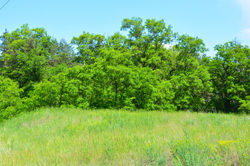 Small transplantation seedlings with purple flowers growing on the street of the courtyard.