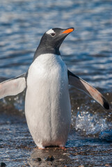  Gentoo Penguin,on an antarctic beach, Neko harbour,Antartica