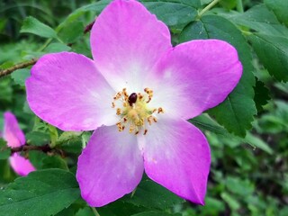 close up of pink flower