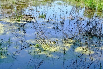 étang dombes ain végétation été