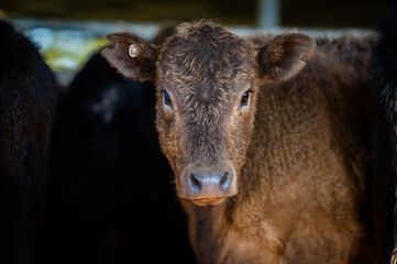 Beef cows and calves grazing on grass in south west victoria, Australia. eating hay and silage....