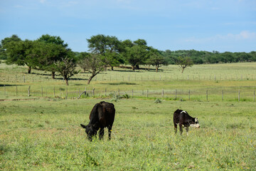 Naklejka na ściany i meble Cattle in Argentine countryside, Buenos Aires Province, Argentina.