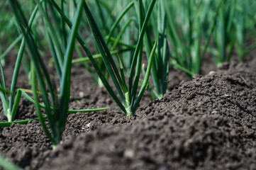 Young onions in the garden. Kitchen garden in the village.